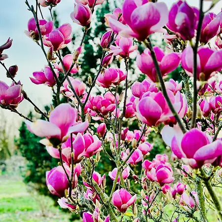 Bauernhofvilla Fuer Frauen - Women Only *